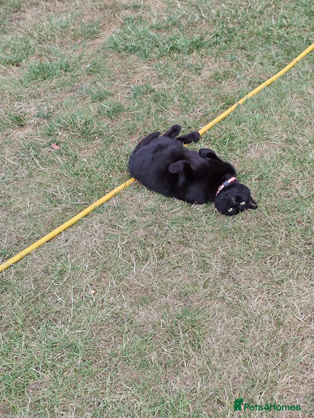 Domestic Shorthair cats for sale: Older female cat looking for quiet new home. - Advert 3