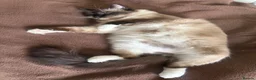 Ragdoll cats for sale: Stunning 🌟 Pure 🌟 Ragdoll Kittens PKD/HCM ✅  - Advert 7