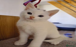 Domestic Shorthair cats for sale: Two female kittens looking for their forever homes - Image 17