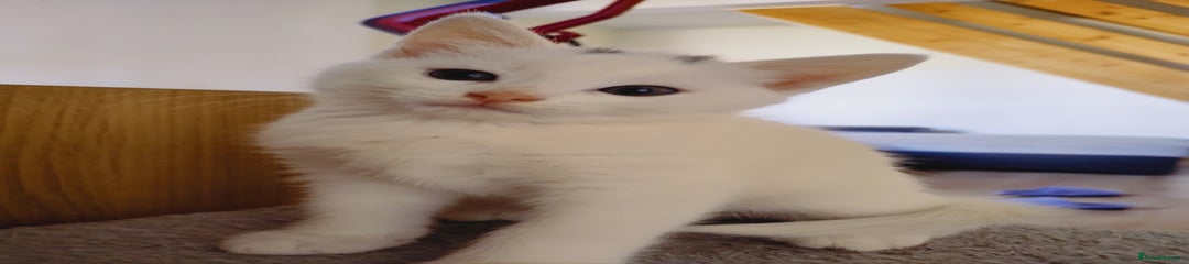 British Shorthair Kitten 1