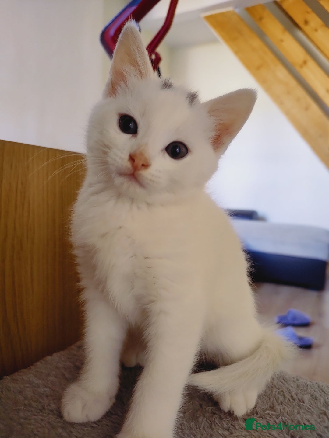 Domestic Shorthair cats for sale: Two female kittens looking for their forever homes - Image 17
