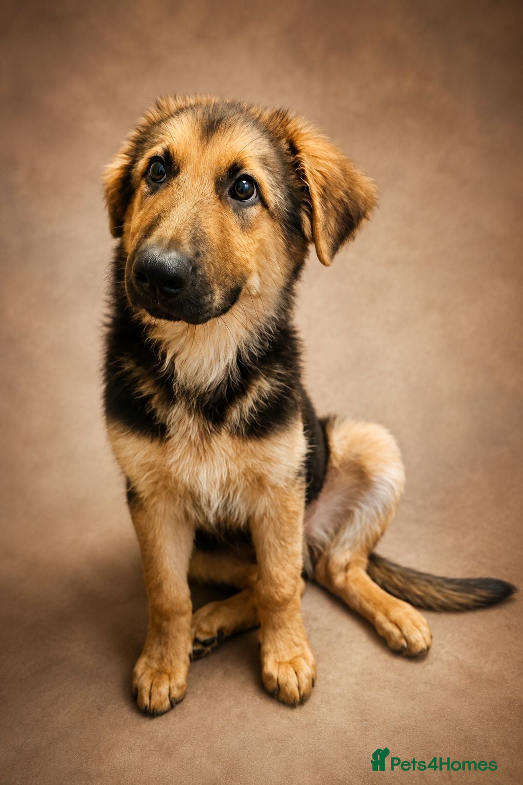 German Shepherd dogs Last German Shepherd Boy from Outstanding Parents - Advert 1
