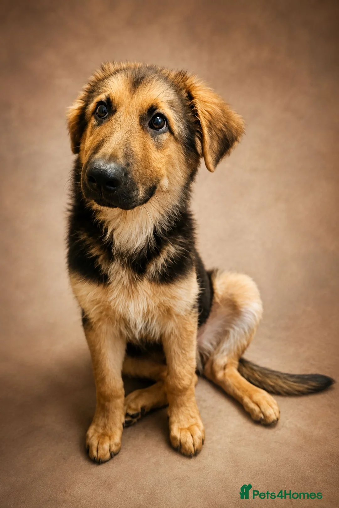 German Shepherd dogs for sale: Last German Shepherd Boy from Outstanding Parents - Advert 1