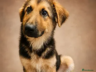 German Shepherd dogs Last German Shepherd Boy from Outstanding Parents - Advert 1