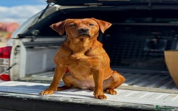 Labrador Retriever dogs for sale: Fox Red Labrador Puppies Health Tested - Image 13