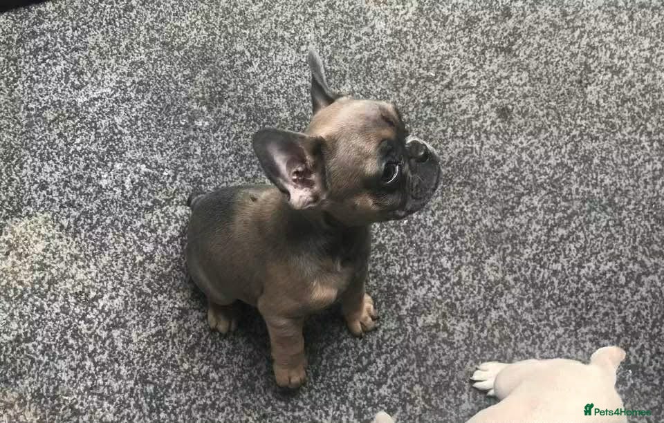 French Bulldog dogs Two beautiful girls left  - Advert 1