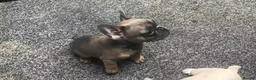 French Bulldog dogs for sale: Two beautiful girls left  in Aylesbury - Advert 1