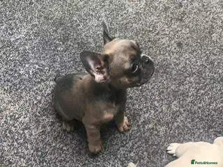French Bulldog dogs Two beautiful girls left - Advert 17