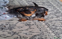Dachshund dogs for sale: £350.00 - Advert 3