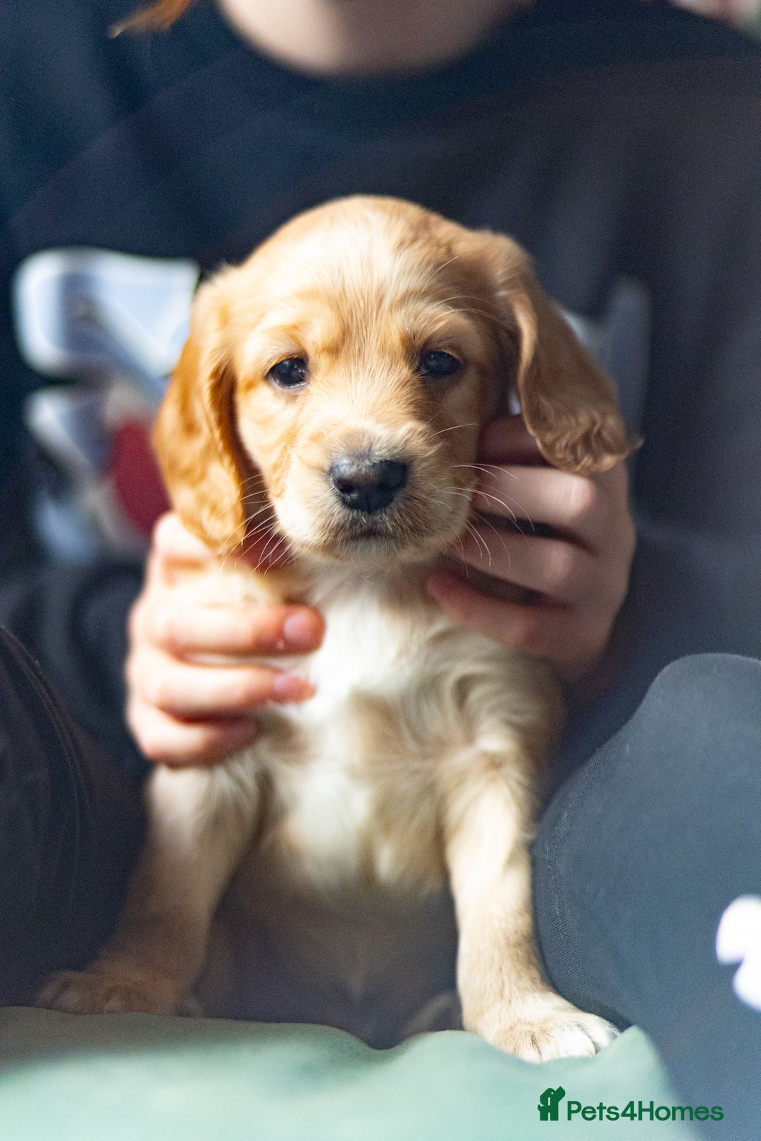 Cockapoo dogs for sale: UNIQUE SABLE BOY READY TO GO ✨ - Image 20