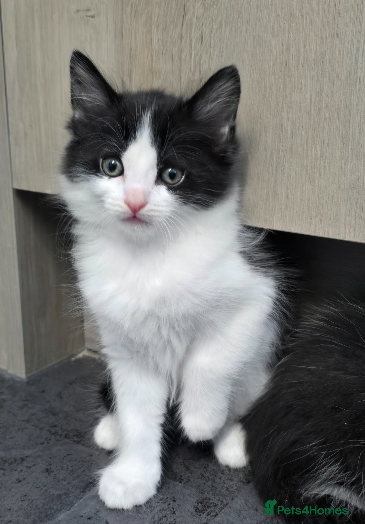 Mixed Breed cats Gorgeous mixed kittens 🥰 - Advert 1