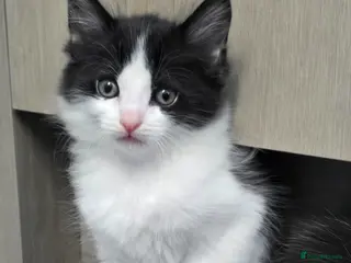 Mixed Breed cats Gorgeous mixed kittens 🥰 - Advert 10