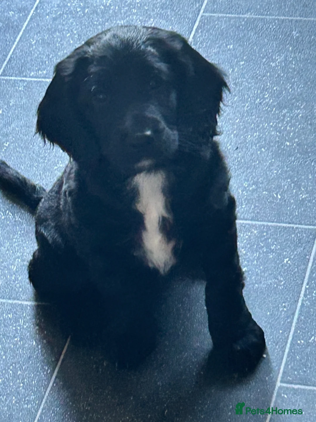 Cockapoo dogs for sale: Last three cockerpoos to sell in Bradford - Advert 4
