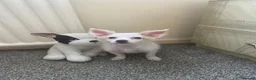 Maltese dogs for sale: Malchi Female Puppy Ready Now  - Advert 2