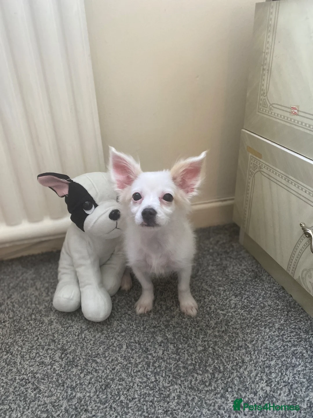 Maltese dogs for sale: Malchi Female Puppy Ready Now  - Advert 2