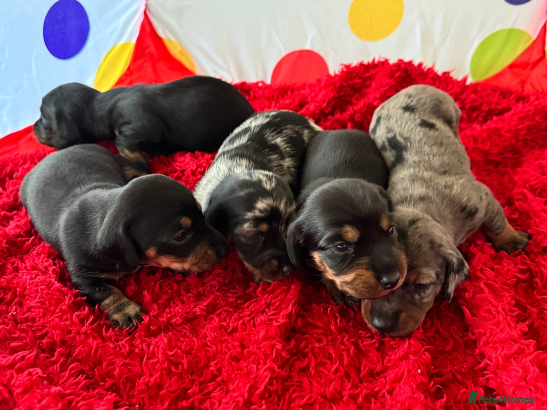 Miniature Dachshund dogs for sale: Mini dachshund puppies KC registered, DNA tested - Advert 19