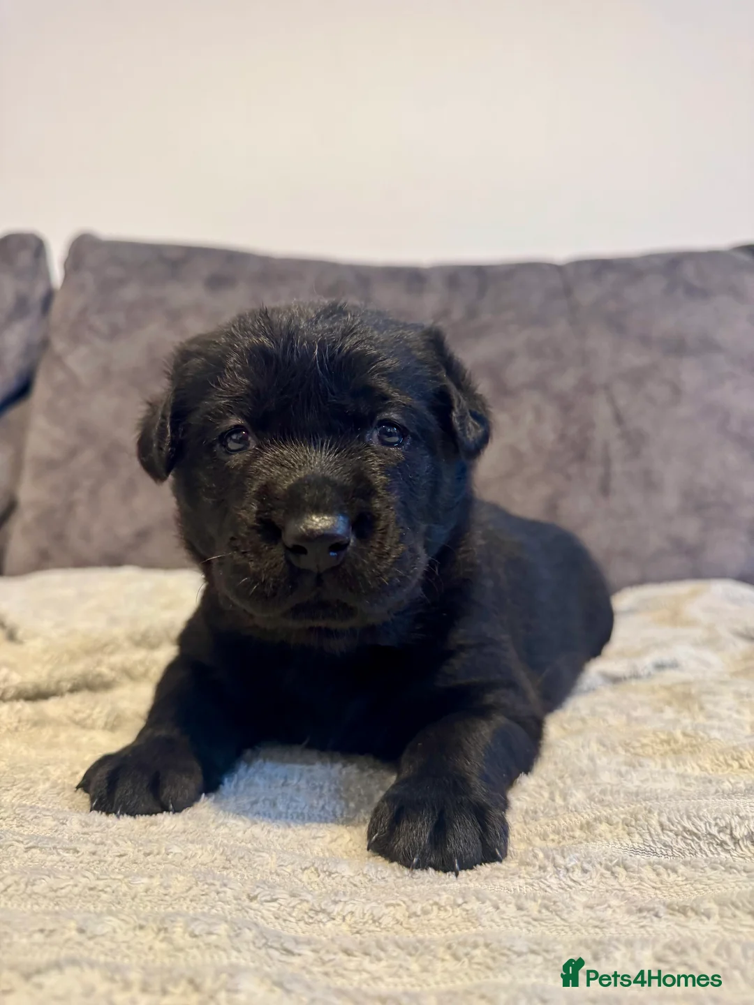 Labrador Retriever dogs for sale: KC Registered Black Chunky Labradors  - Advert 19