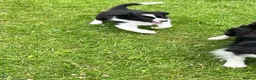 Border Collie dogs for sale: KC Reg Beautiful Border Collie Boy Ready Now - Advert 3