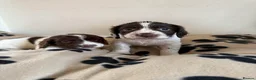 English Springer Spaniel dogs for sale: 5 lovely springer spaniel girls  - Advert 5
