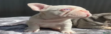 French Bulldog 4