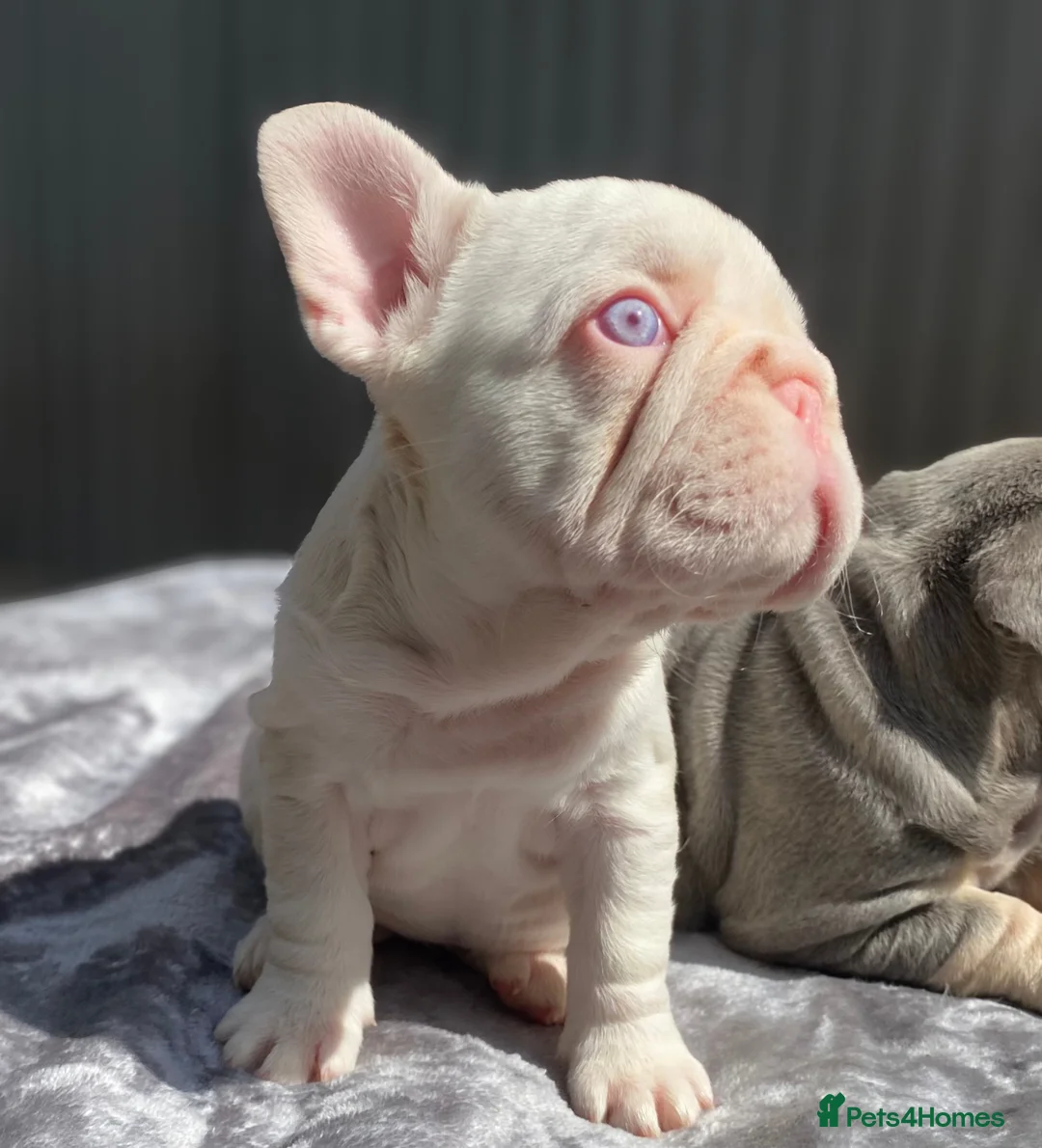 French Bulldog dogs for sale: 7 beautiful French bulldog puppies  - Advert 2