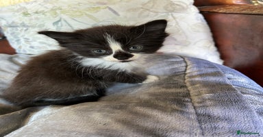 Persian cats - Advert 3