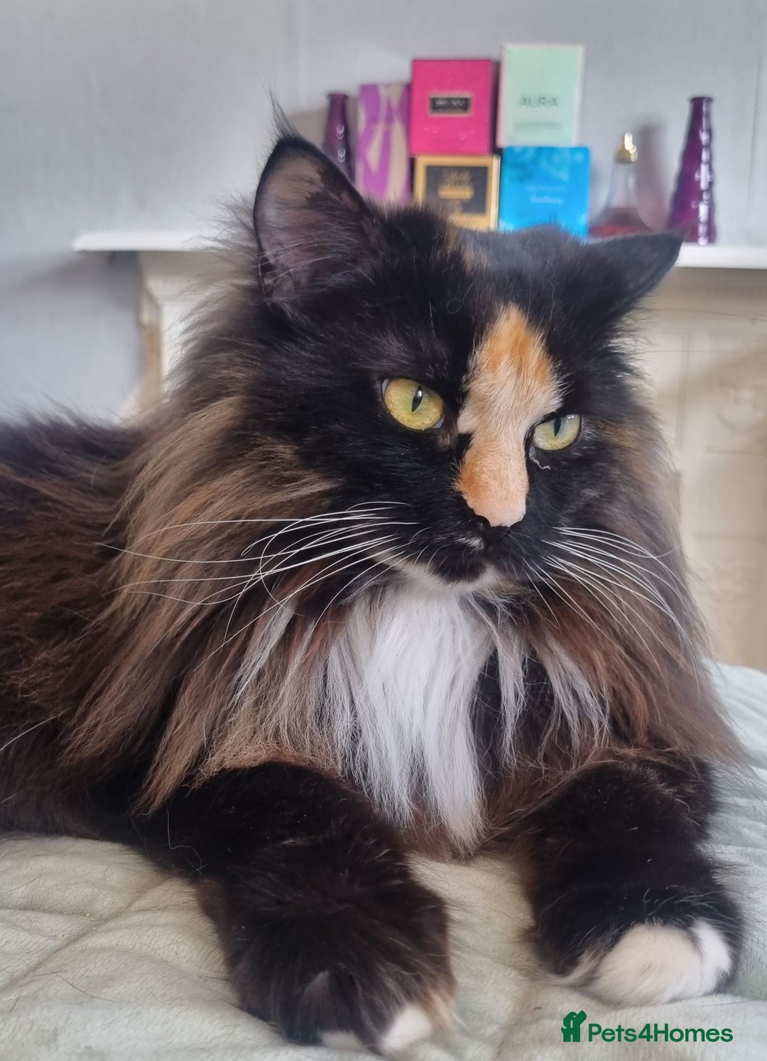 Maine Coon cats for sale: Beautiful boy re available  - Image 7