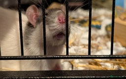 Rat rodents for sale: 4 male rats pickelo egg mouse and panda - Image 1