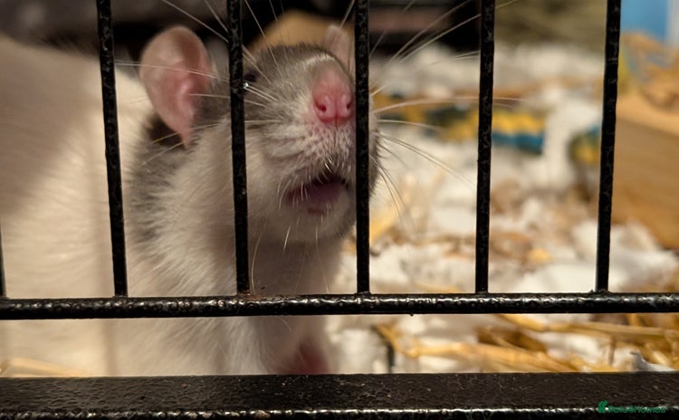 Rat rodents - Advert 12