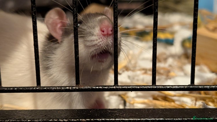 Rat rodents - Advert 15