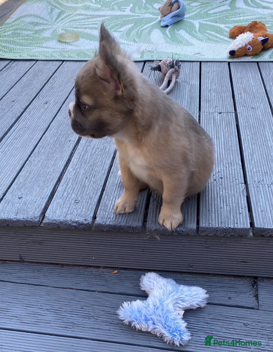French Bulldog dogs for sale: DNA Health tested 5 🌟 KC fluffy French bulldogs - Image 28