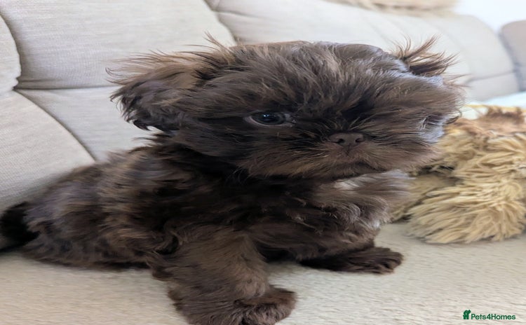 Shih Tzu dogs - Advert 1
