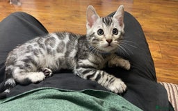 Bengal cats for sale: 🏡Stunning Tica registered Bengal Kittens  🐾 - Image 14