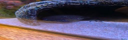 Axolotl reptiles for sale: Pair of breeding axolotls  - Advert 3