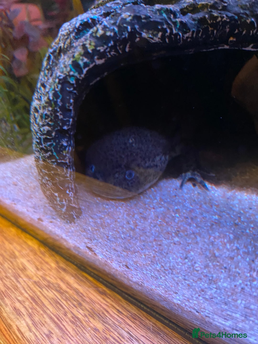 Axolotl reptiles for sale: Pair of breeding axolotls  - Advert 3