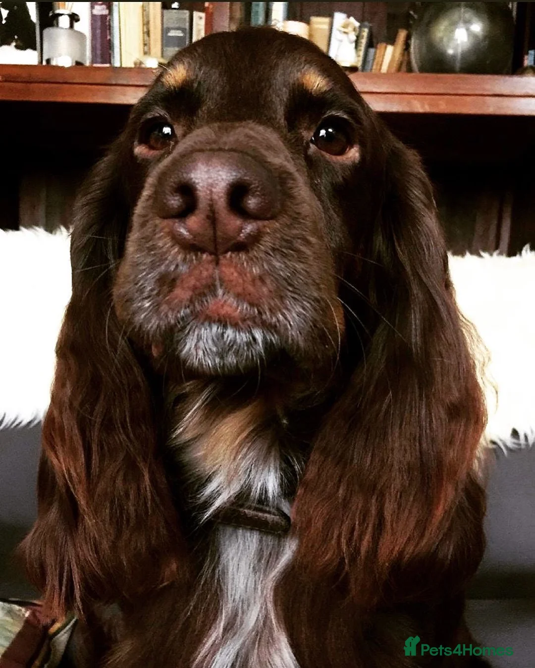 Cocker Spaniel dogs for sale: Chocolate working cocker spaniel  - Advert 5