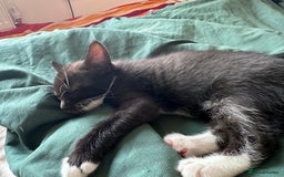 Bombay cats for sale: 4 lovely and healthy kittens  - Image 2