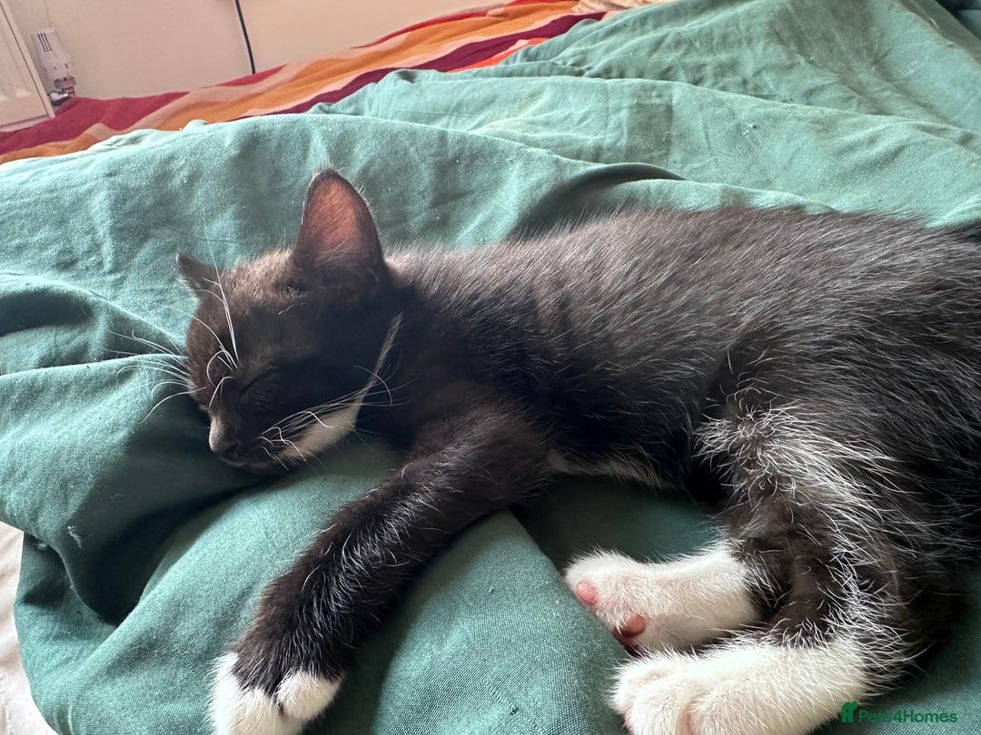 Bombay cats for sale: 4 lovely and healthy kittens  - Image 2