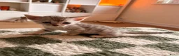Bengal cats for sale: Bengal Kittens - Advert 7