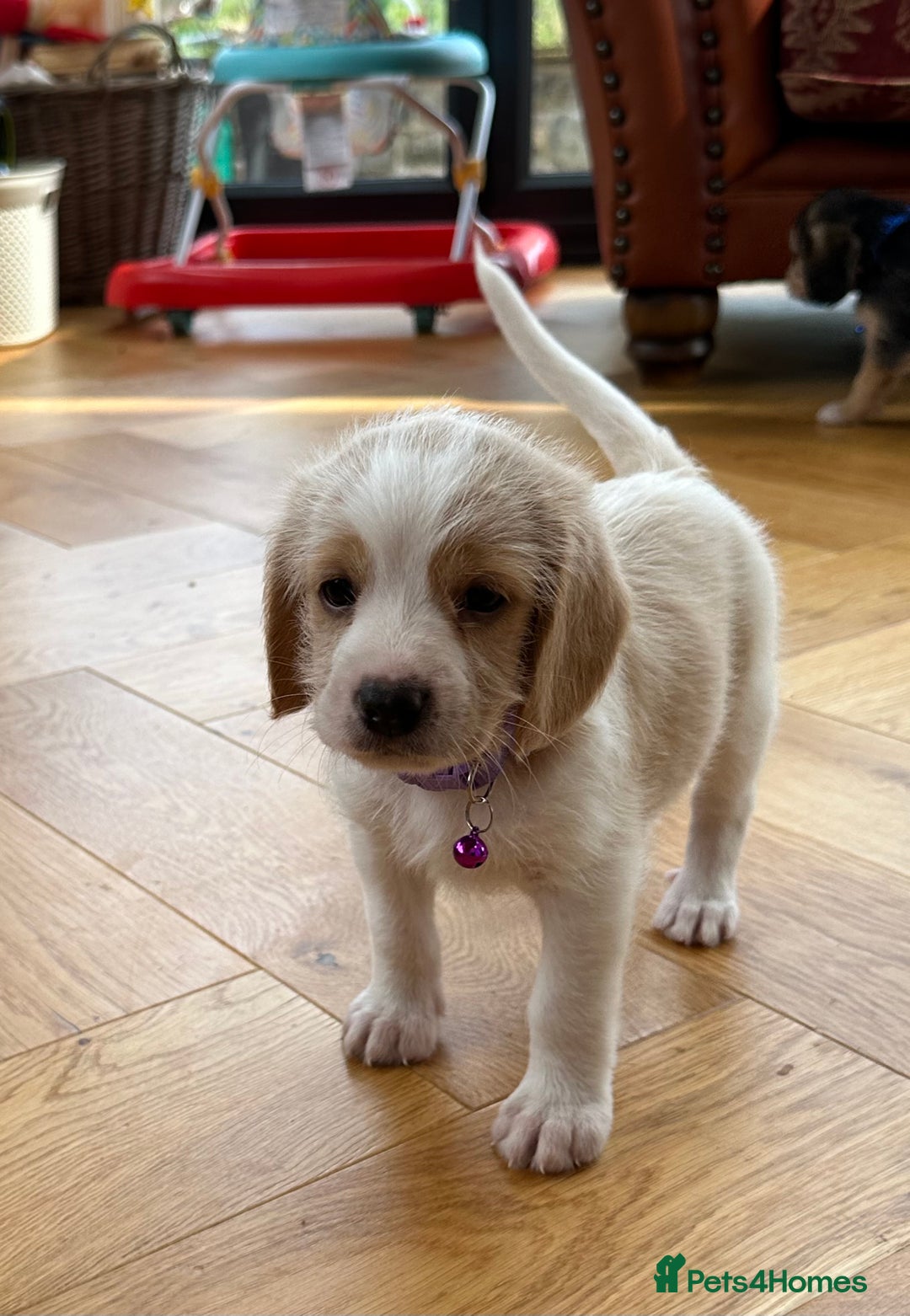 Mixed Breed dogs for sale: Beautiful Beagle X Cavapoo Puppies 🐾  - Image 6