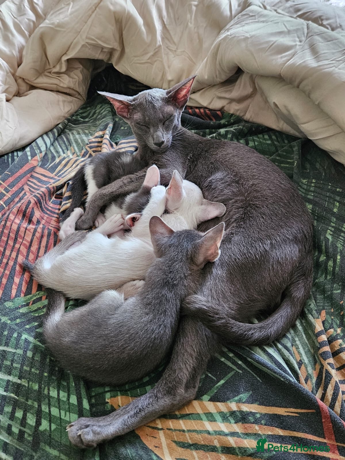 Oriental cats GCCF registered oriental shorthair kittens  - Advert 2