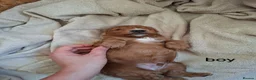 Cockapoo dogs for sale: Cockapoo Puppies PRA Clear! 262 DNA tests clear!KC - Advert 26