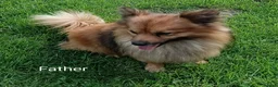 Mixed Breed dogs for sale: Exceptional Papillon × Mittel Spitz Puppies in Wisbech - Advert 8