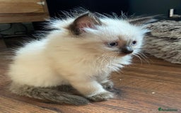 Ragdoll cats for sale: Beautiful chunky kittens ready to leave soon - Image 13
