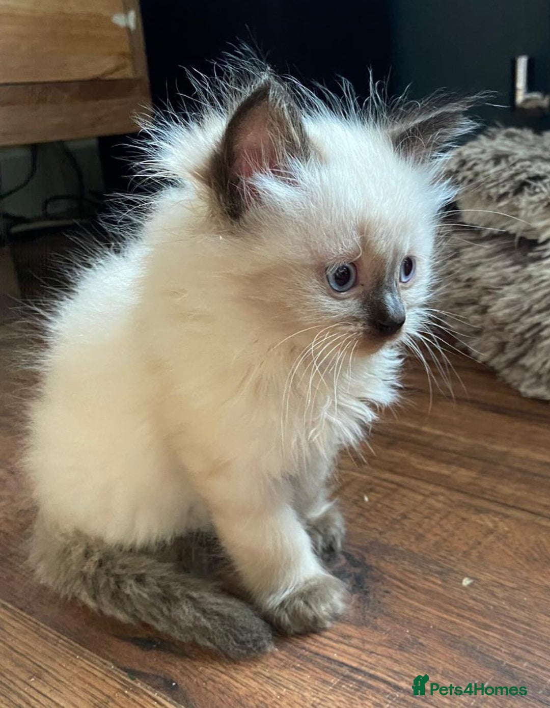Ragdoll cats for sale: Beautiful chunky kittens ready to leave soon - Image 13