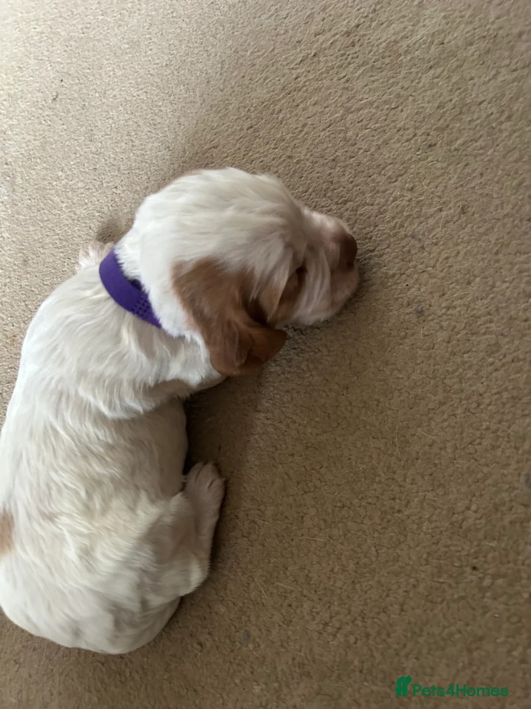 Cocker Spaniel dogs for sale: Working cocker pups - Advert 15