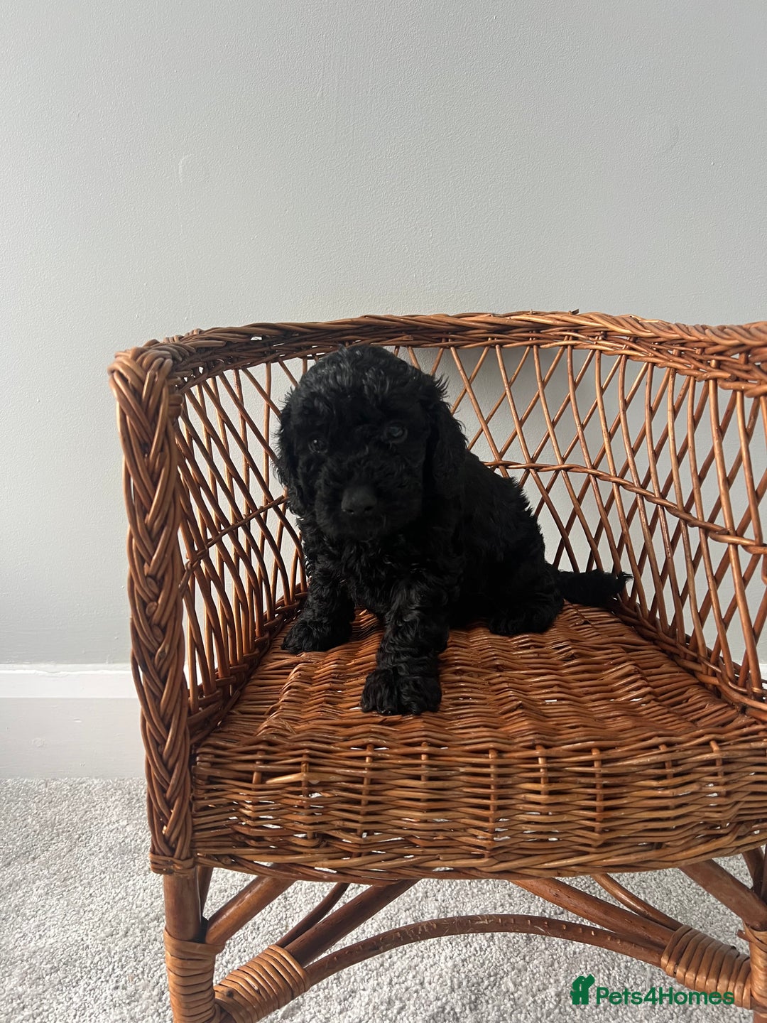 Cockapoo dogs for sale: Cockapoos ready from 10th of November  - Image 16