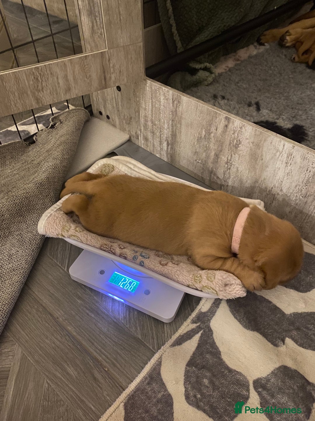 Labrador Retriever dogs for sale: Beautiful Fox Red Labrador KC Reg Puppies  - Advert 18