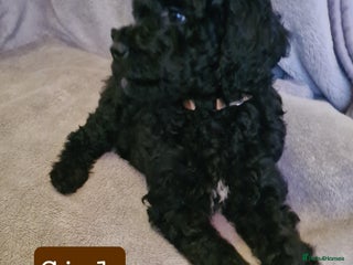 Labradoodle dogs 💫✨ Mini Labradoodles – Last 2 Girls! ✨💫 - Advert 4