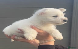 West Highland Terrier dogs for sale: West Highland Terrier pups Dad show lines - Image 9